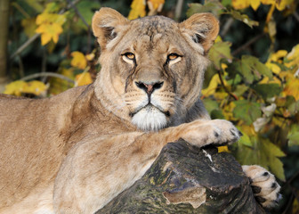 young lioness resting in bright sunlight