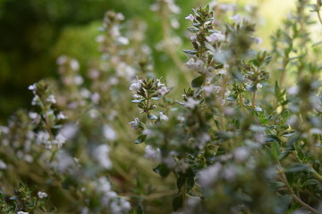 white flowers on a meadow