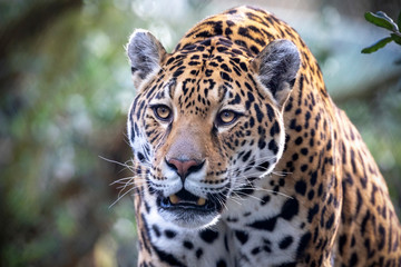 Fototapeta na wymiar portrait of angry jaguar in outdoor scene