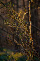 Abstract view of the branches of a shrub lit by the sun
