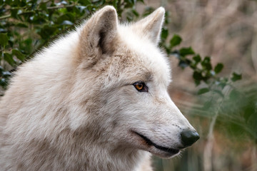 close up portrait of white wolf outdoors
