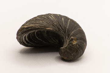 Gryphaea fossil