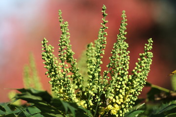 green plant with small flower buds in sunlight