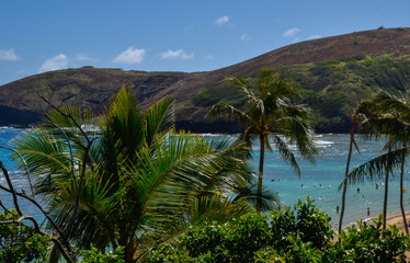 Fototapeta na wymiar Hawaii Beaches with Palm Trees 