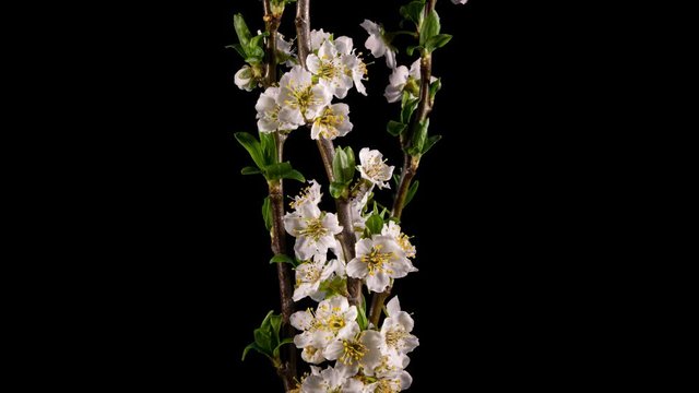 timelapse, White plum flowers bloom on the branches, time laps, alpha channal. Symbol of spring and awakening of nature.