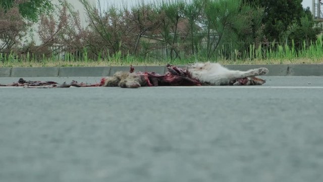 Dead animal on road with white stroke surrounded by flies. Bowels exposed. Road accident