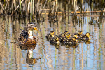 wild duck with ducklings on lake water