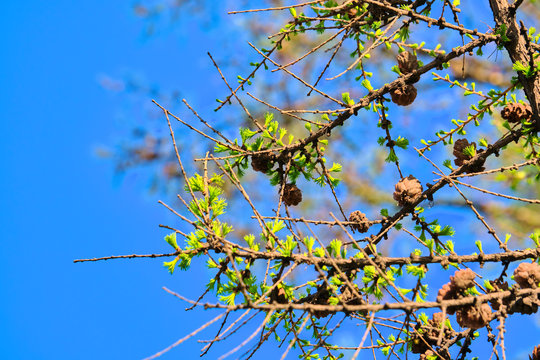photo of larch cones on a branch