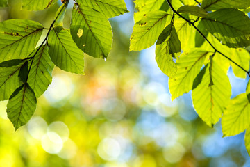 Close up of bright vibrant yellow leaves on a tree branches in autumn park. Detail of fall forest foliage.