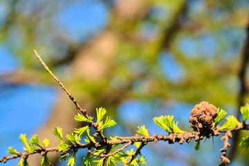 photo of larch cones on a branch