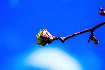 kidneys, screen, branch, april, spring