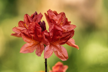 flower in Chinese garden on sunny day