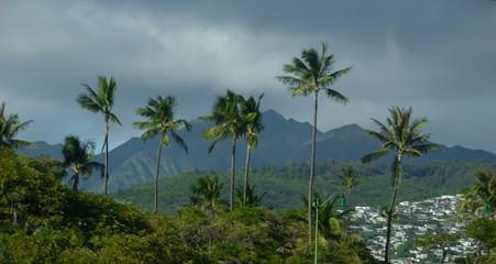 Fototapeta na wymiar Hawaii Beaches with Palm Trees 