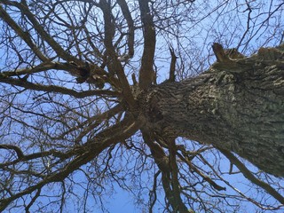A large tree in a forest. High quality photo