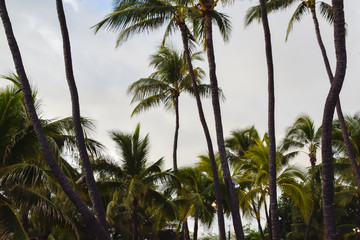 Fototapeta premium Hawaii Beaches with Palm Trees 