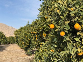 Orange trees in California