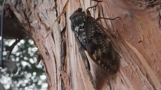 アブラゼミ。夏の代表的な昆虫、村落や都市部の公園などで「ジィー，、ジリジリジリ、、」と大声で賑やかに、時には煩いくらいに鳴き合う。その音が油を熱したとき撥ねる音に似ているのでアブラゼミと名付けられた云う説がある。