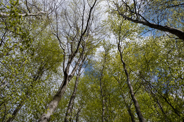 Tree branches against blue sky