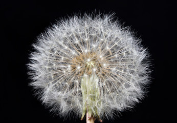 Fototapeta premium Dandelion flower blow ball taraxacum asteraceae family focus stack macro background high quality prints