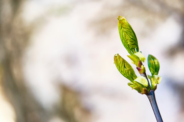 macro poplar kidneys