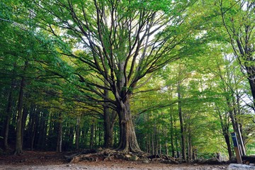 Largest tree in Montseny