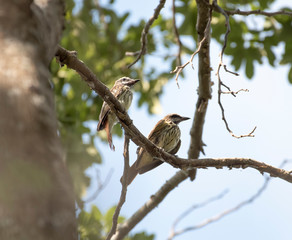 Sulphur Bellied Flycatcher