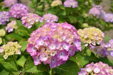 パンピンク（アジサイ）