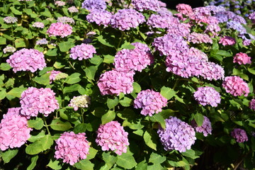 パンピンク（アジサイ）