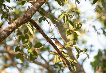Sulphur Bellied Flycatcher