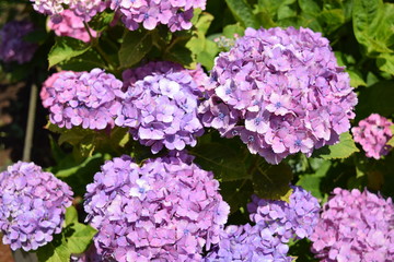 パンピンク（アジサイ）