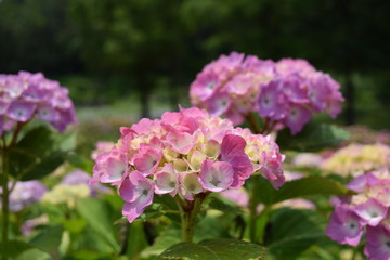 パンピンク（アジサイ）