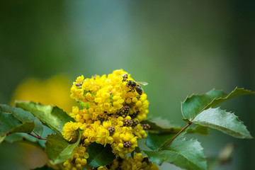Bee collects pollen on yellow flowers of Oregon grape flowering mahonia plant 