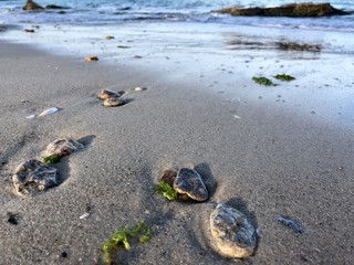 sea ​​with sand at sunset