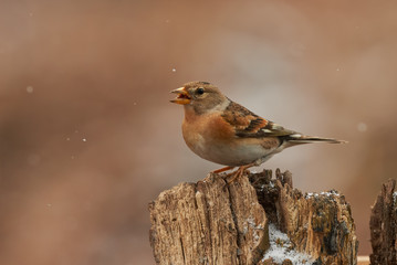 Brambling (Fringilla montifringilla) in winter