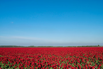 Fototapeta na wymiar Spring summer panoramic landscape with bright blue sky and red flowers in a meadow with an open horizon line.