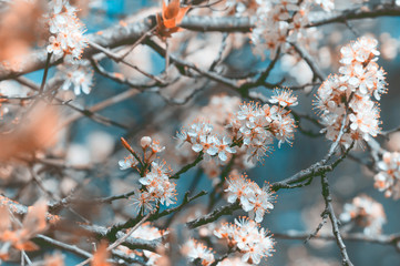 Blossoming plum beauty of spring flowers, vintage style, floral background. Selective focus