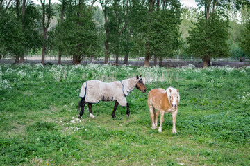 Obraz na płótnie Canvas Horse in blanket on the green grass of a rural farm ranch. Two horses on a pasture on a summer day.