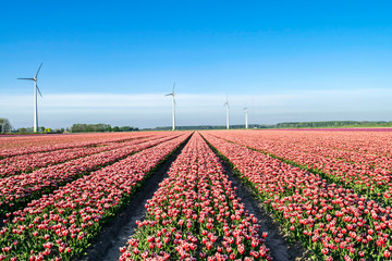 Spring landscape with bright blue sky and flower fields in Holland. Rows of tulips on a flower plantation. Windmills on flowering fields, panoramic landscape.