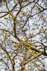 Fototapeta premium Fresh maple buds on branches against a light sky