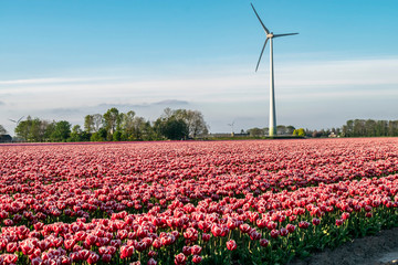Close-up red-white tulips in a spring meadow with a windmill in the background. Dutch spring landscape with a flower field.