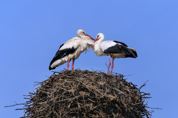 .Two white storks in the nest. Blue sky. Peace concept
