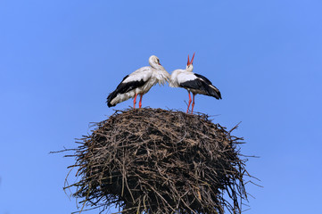 A pair of white storks in a nest against the sky