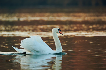 Mute swan, Cygnus olor, swiming.