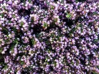 Obraz premium Erica Flower, Erica Flower Background