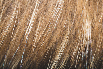 Brown fur fibers close up. abstract background of fluffy material