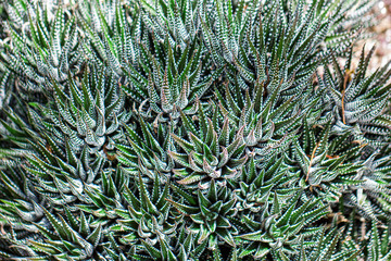 Haworthia, the small succulents are in selective focus, background blurred.