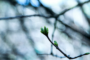 kidneys, screen, branch, april, spring