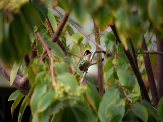 colibri