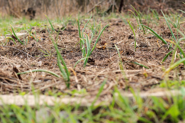 Green onions growing on a bed covered with pine needles