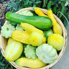 SQUASH HARVEST